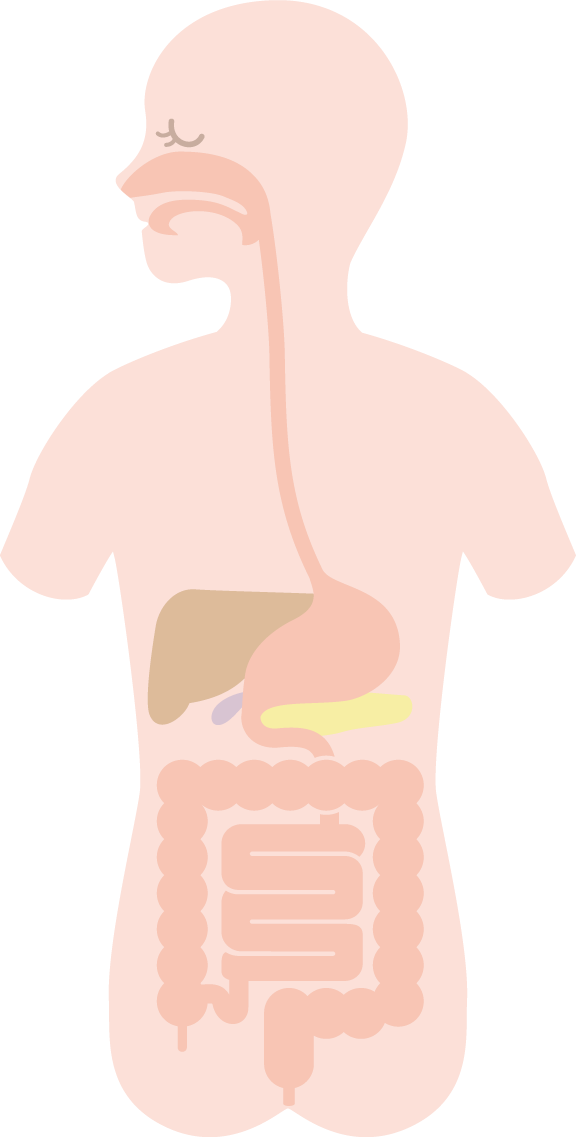 消化器がん（食道がん・胃がん・大腸がん）とは